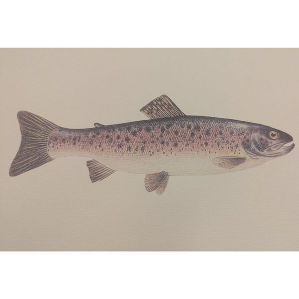 Hovedbilde Litografi - Regnbueørret