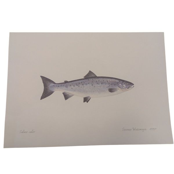 Litografi - Laks